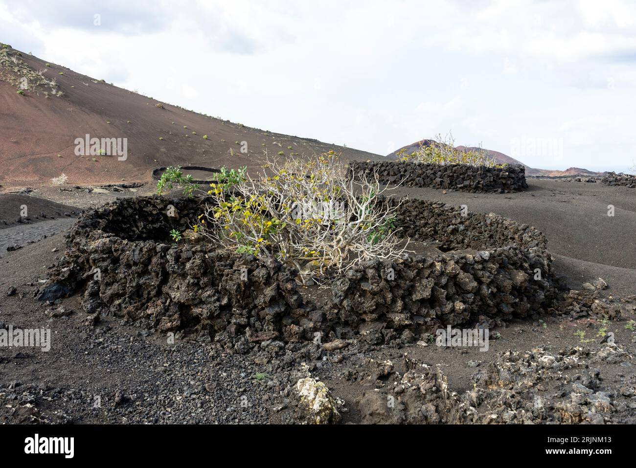 Kanarische Inseln, Lanzarote, Timanfaya-Nationalpark: Winddichte Trockenmauer für den landwirtschaftlichen Anbau Stockfoto