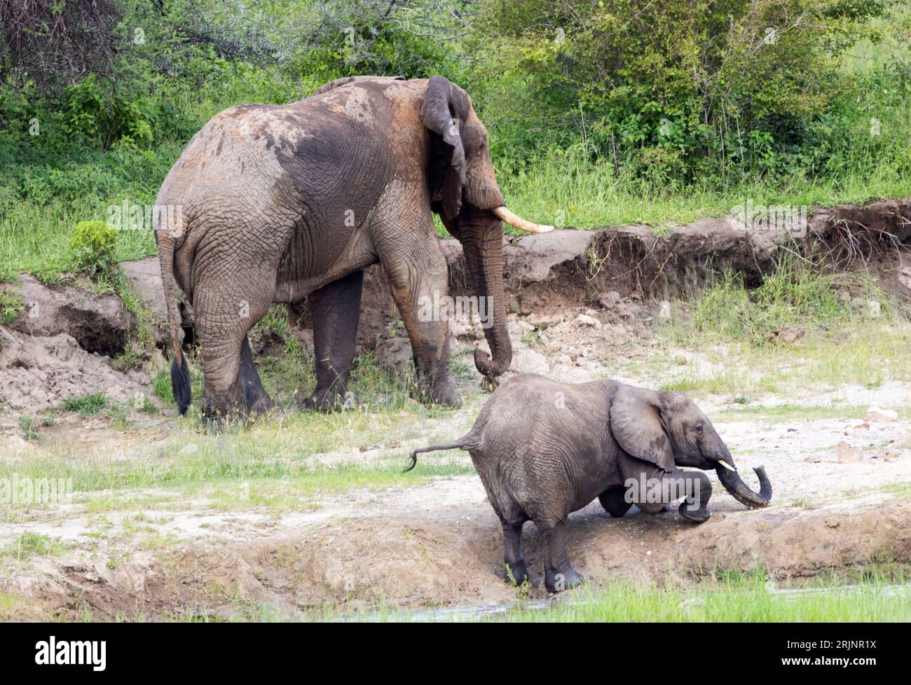 Ein junger Elefant spielt am Flussufer in der Nähe eines großen Reifen Bullen, der mineralreiche Böden sammelt, um seine Ernährung zu ergänzen. Stockfoto