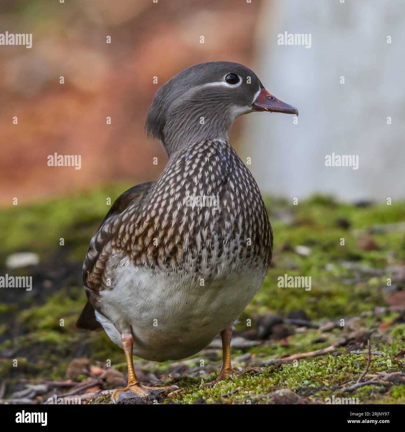 Eine Nahaufnahme einer Mandarinente, die in einem Grasgebiet steht Stockfoto