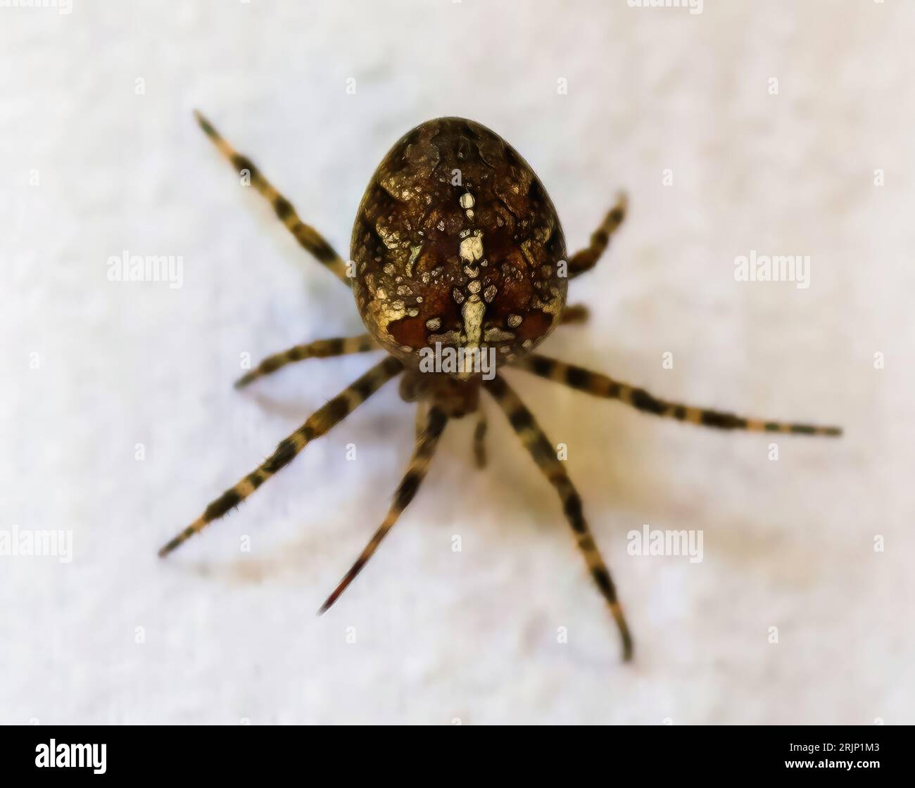 Selektiver Fokus einer großen Spinne, die auf der Kleidung an einer  Wäscheleine läuft Stockfotografie - Alamy
