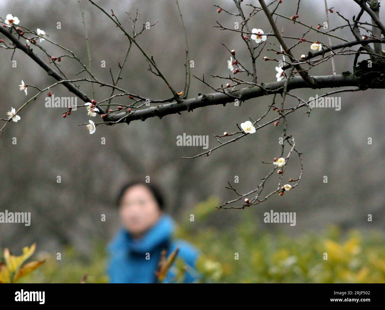 Bildnummer: 51088129 Datum: 01.02.2006 Copyright: imago/Xinhua erste zarte Blüten an einem Pflaumenbaum in Nanjing - PUBLICATIONxNOTxINxCHN, Pflanzen; 2006, Nanjing, Pflaume, Blüte, Pflaumenbäume, blühen, blühen, blühend, Pflaumenblüte, Pflaumenblüten, Obstbaum, Obstbäume, Obstblüte; , quer, Kbdig, Einzelbild, China / Jahreszeiten, Frühjahr Stockfoto