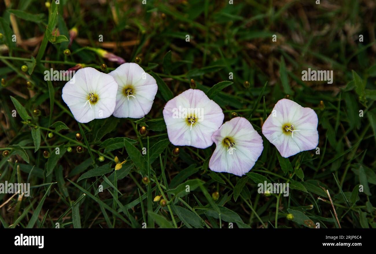 Die Blüten der gemeinen Vilucchio-Pflanze Stockfoto