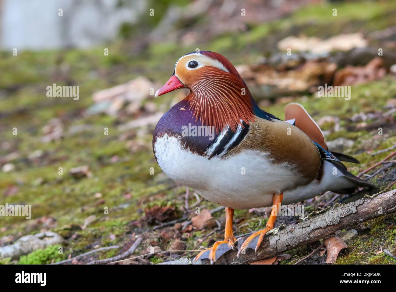 Eine Mandarinente thront auf einem Bett aus üppigem grünem Laub in einer natürlichen Umgebung. Stockfoto
