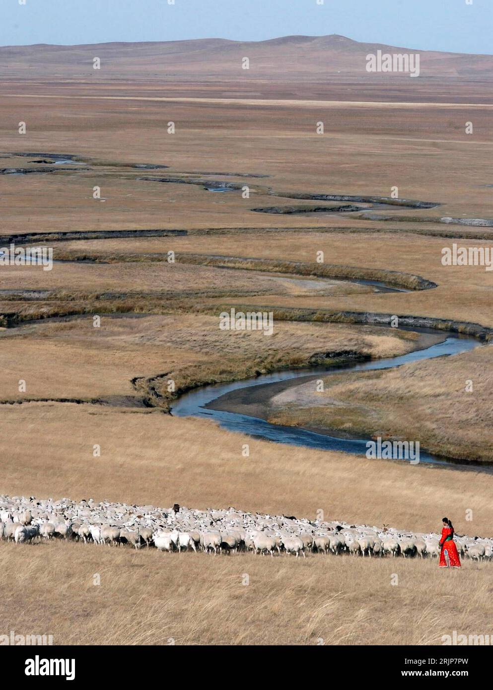 Bildnummer: 51117860 Datum: 19.02.2006 Copyright: imago/Xinhua Schafherde wohlbehütet von einer schönen Schäferin in der malerischen Landschaft der Inneren Mongolei - PUBLICATIONxNOTxINxCHN, Personen, Tiere, Landschaft, Romantik, Weite, Einsamkeit, Harmonie; 2006, Hohhot, Säugetiere, Schaf, Schafe, Fluss, Flüsse, Ebene, Steppe, Schäfer, Schäferin; , hoch, Kbdig, total, Landwirtschaft, Wirtschaft, China, , / Herde Stockfoto