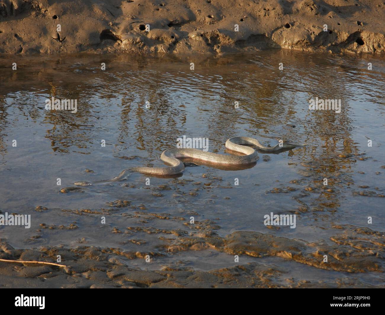 Eine Nahaufnahme einer nordamerikanischen Schlange (Nerodia sipedon), die auf einem schlammigen Flussbett herumschlüpft Stockfoto