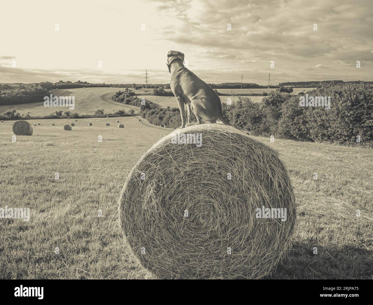 Dog on a package with a straw with a look - Sepia Stockfoto