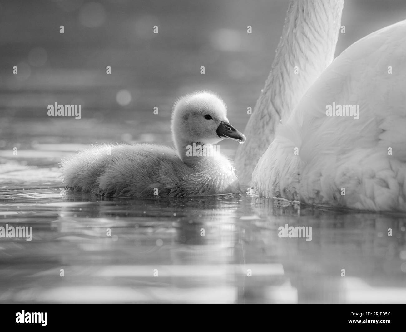 Eine Graustufenaufnahme eines cygnet und eines Schwans, die anmutig in einem ruhigen See zusammengleiten Stockfoto