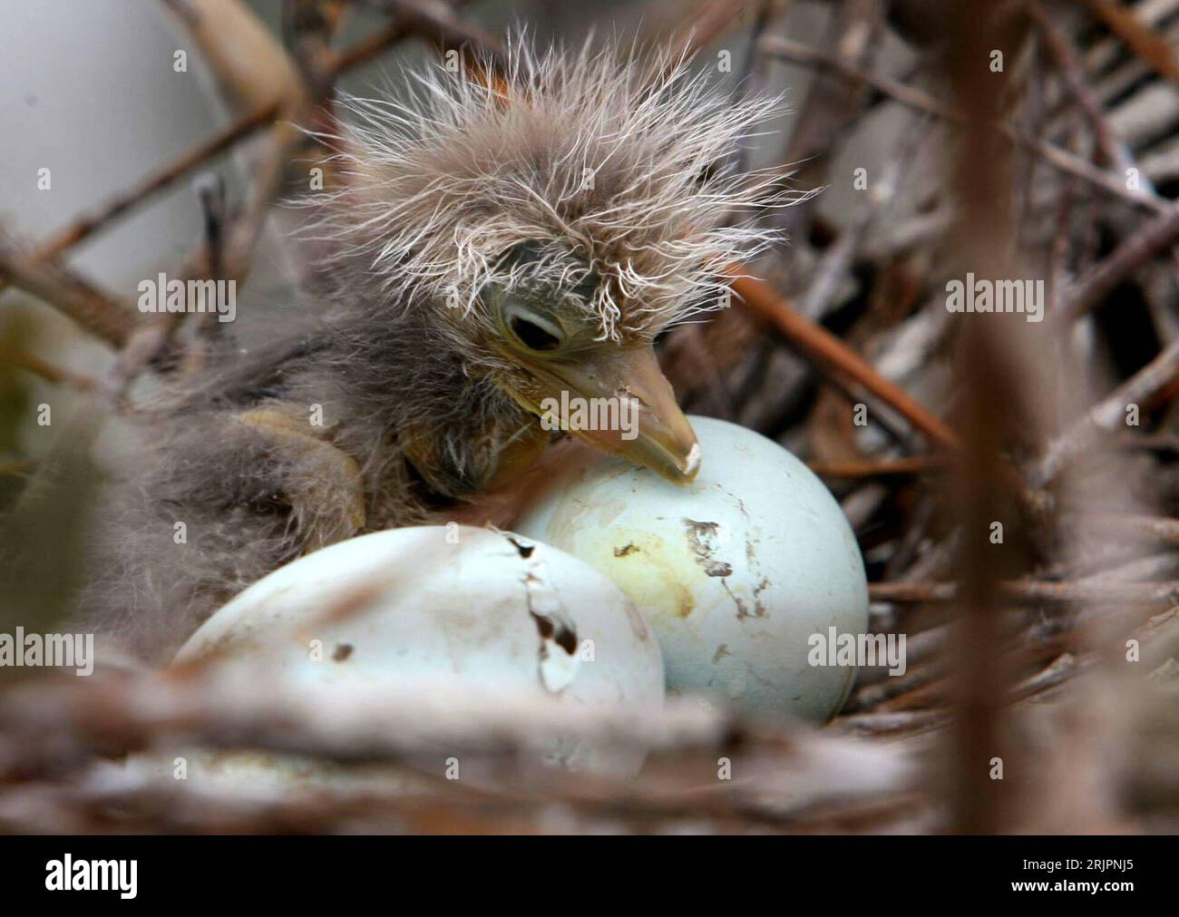 Bildnummer: 51213896 Datum: 26.04.2006 Copyright: imago/Xinhua Geschlüpftes Reiher-Küken im Nest mit anderen Eiern - China PUBLICATIONxNOTxINxCHN, Tiere; 2006, Vögel, Jungtier, Jungtiere, Ei, Eier, Vogelei, Vogeleier, schlüpfen, Vogelnest; , quer, Kbdig, Gruppenbild, China, , Natur, Asien Stockfoto