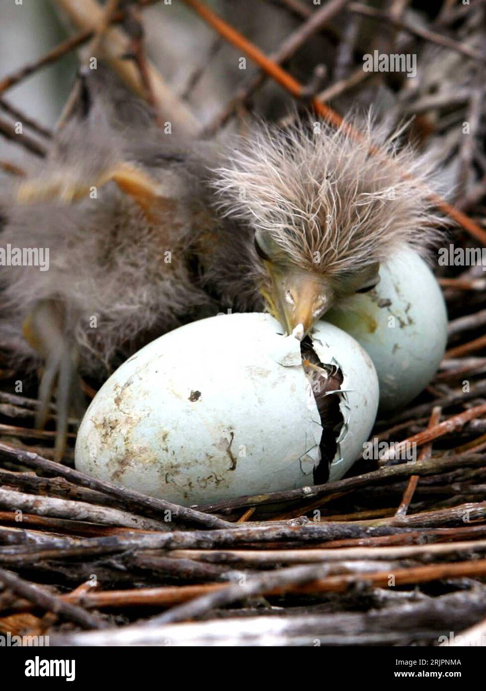 Bildnummer: 51213894 Datum: 26.04.2006 Copyright: imago/Xinhua Reiher-Küken hilft seinen Geschwistern beim Schlüpfen - China PUBLICATIONxNOTxINxCHN, Tiere; 2006, Vögel, Jungtier, Jungtiere, Ei, Eier, Vogelei, Vogeleier; , hoch, Kbdig, Gruppenbild, China, , Natur, Asien / Nest, Vogelnest Stockfoto