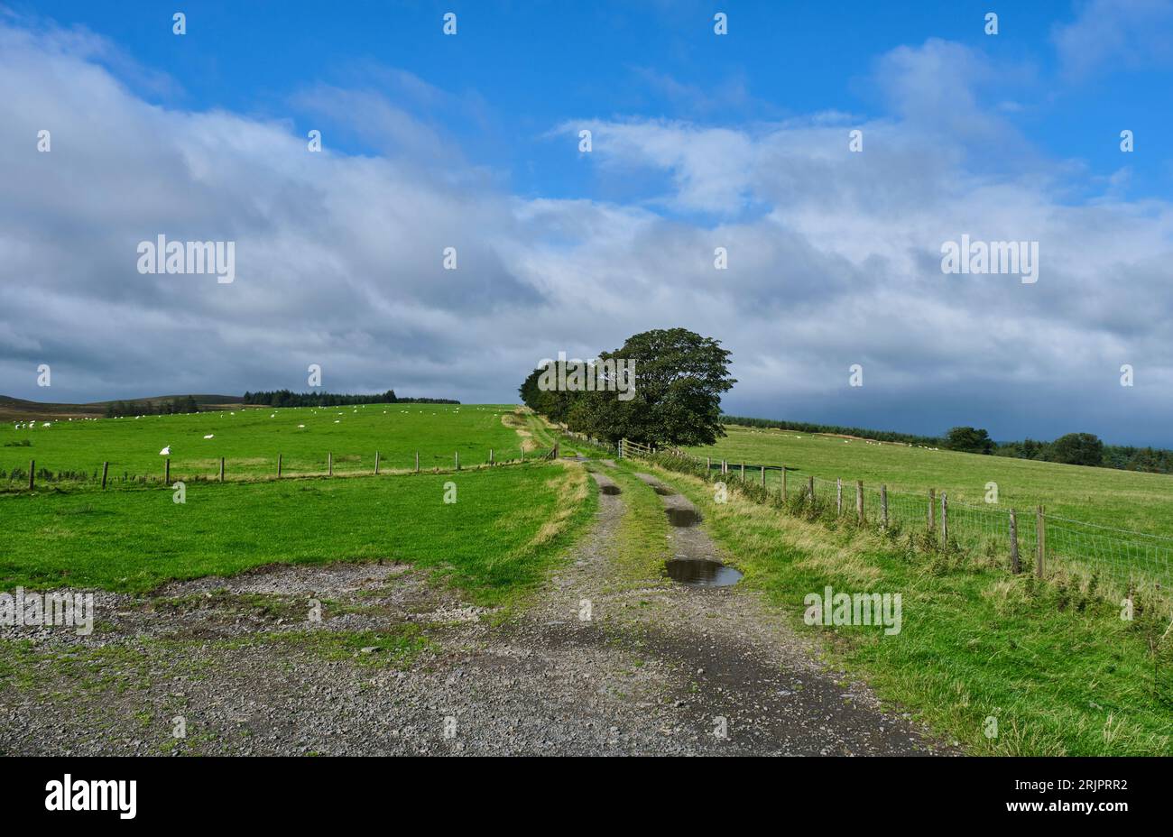 Der Kerry Ridgeway in der Nähe des Parkplatzes Block Wood auf der B4368, in der Nähe von Kerry, Powys, Wales Stockfoto