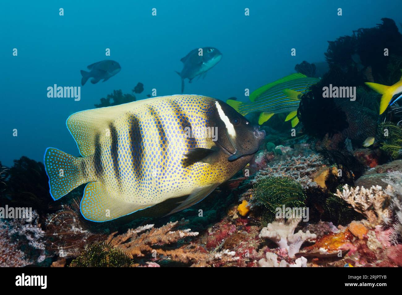 Sechs-bänderige Engelsfische (Pomacanthus sexstriatus). Indonesien. Stockfoto