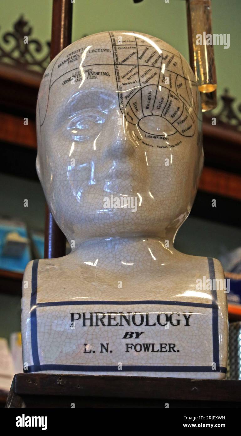 Phrenologiekopf, viktorianische Apotheke, Inneneinrichtung, 4 Cavendish Circus, Buxton, High Peak, Derbyshire, ENGLAND, UK, SK17 6NG Stockfoto