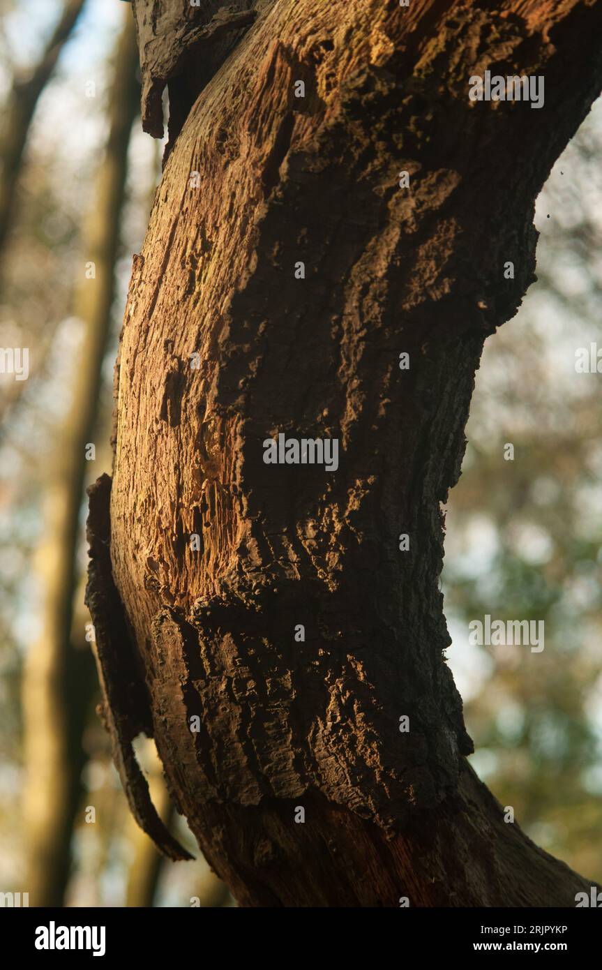 Nahaufnahme eines geschwungenen, strukturierten Baumstammes vor einem weichen, unscharfen Hintergrund Stockfoto