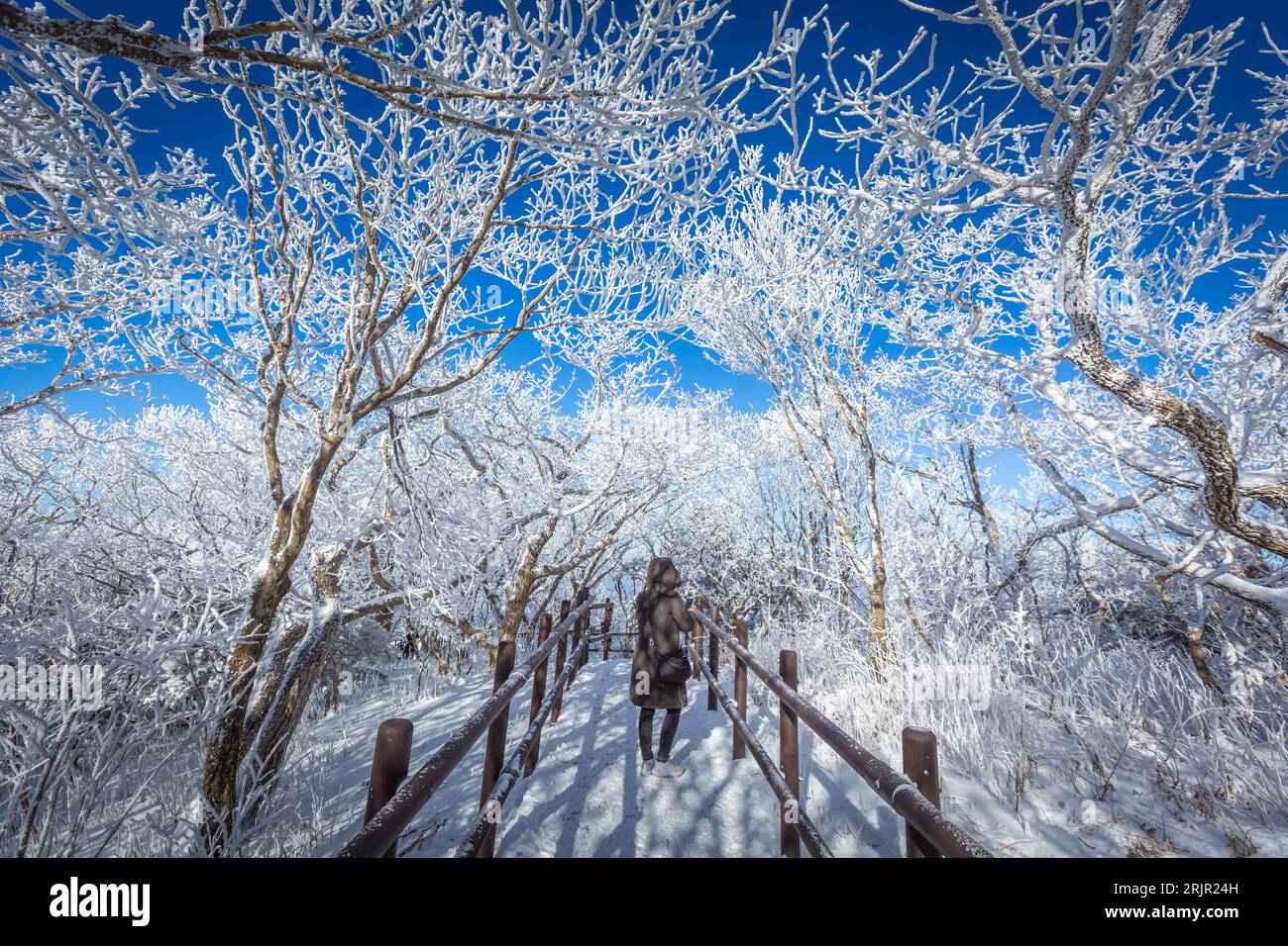 Deogyusan Berge von Schnee im Winter überdacht ist, Südkorea. Sunset Landschaft. Stockfoto