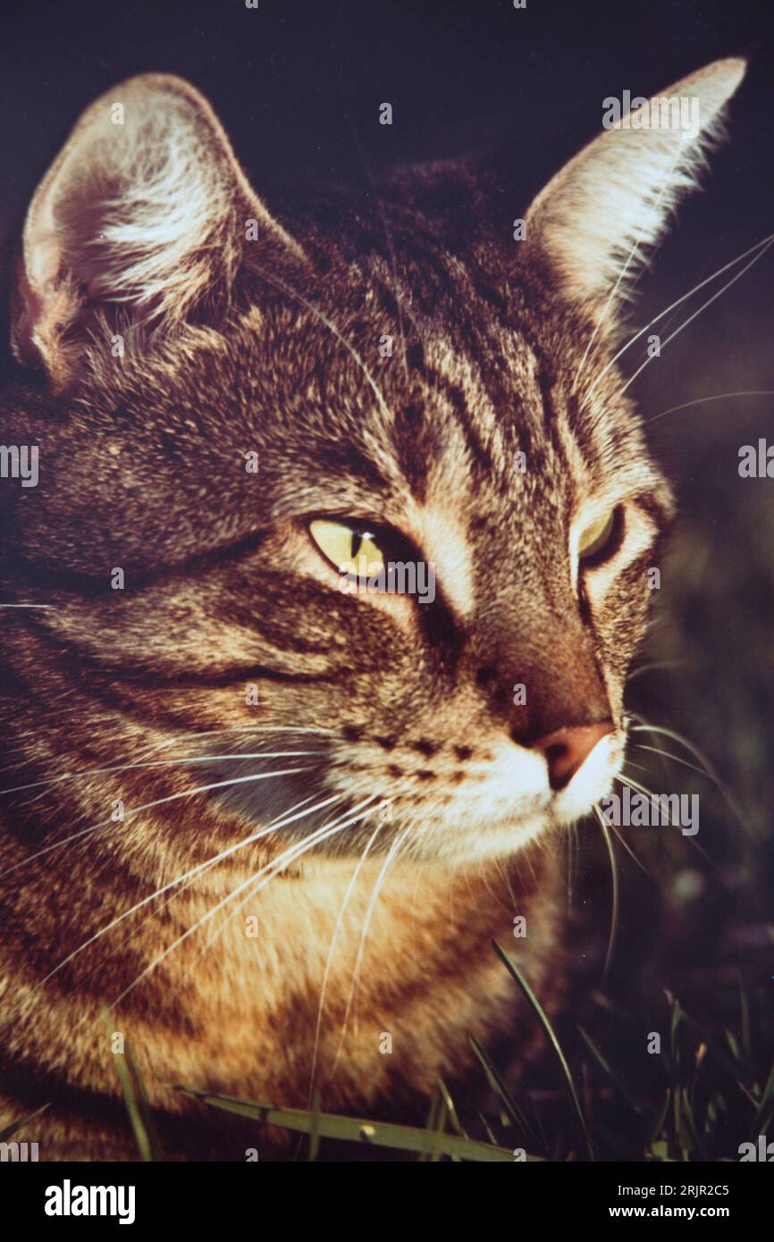 Cat, Hochformat, Stockfoto