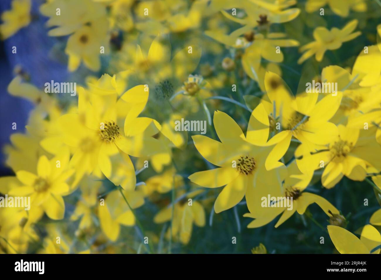 Eine Nahaufnahme von wunderschönen gelben, gewellten tickseed-Wildblumen auf einem Feld Stockfoto