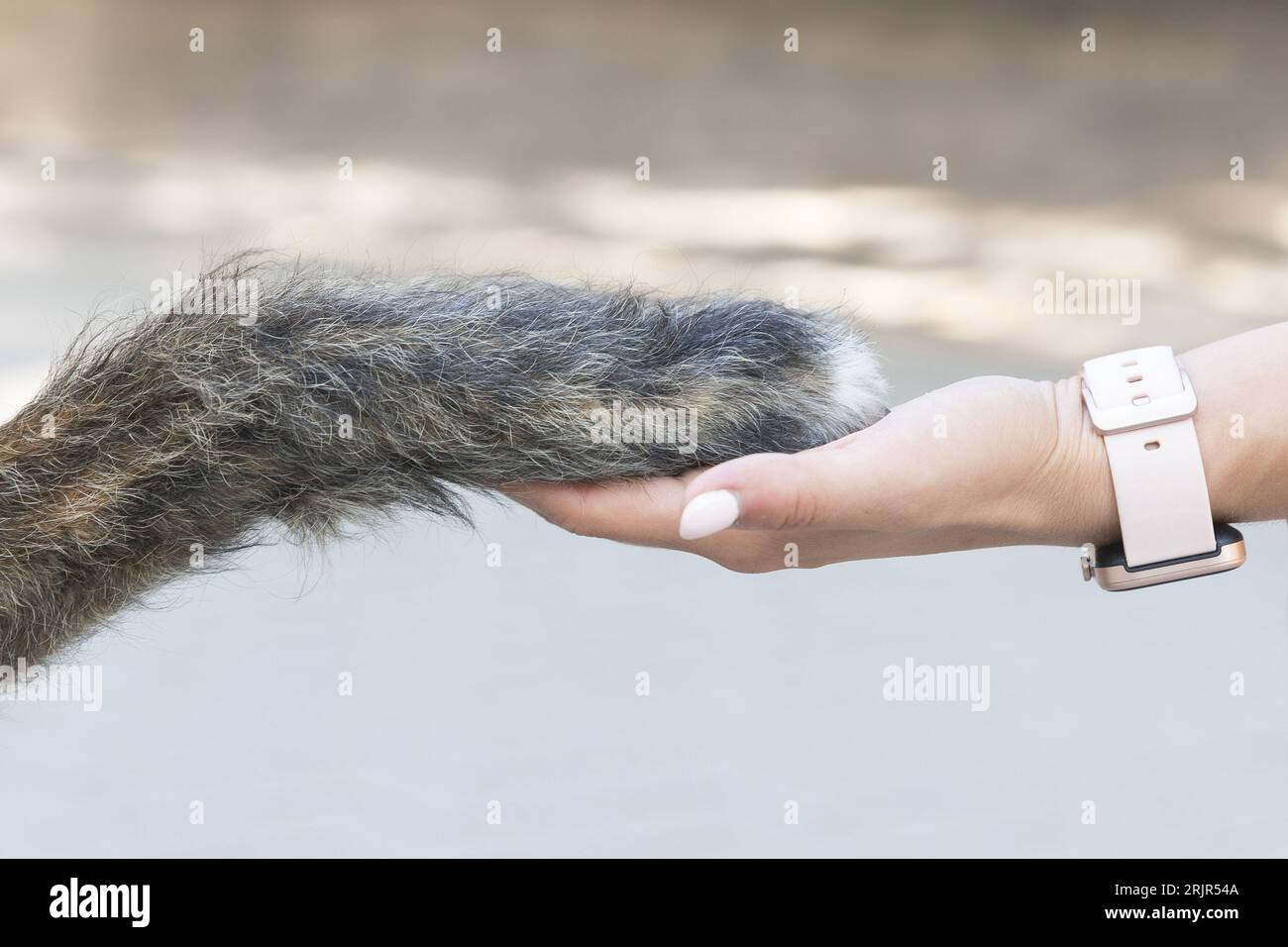 Eine menschliche Hand ist in einer freundlichen Geste und bietet eine Tierpfote für den Kontakt Stockfoto