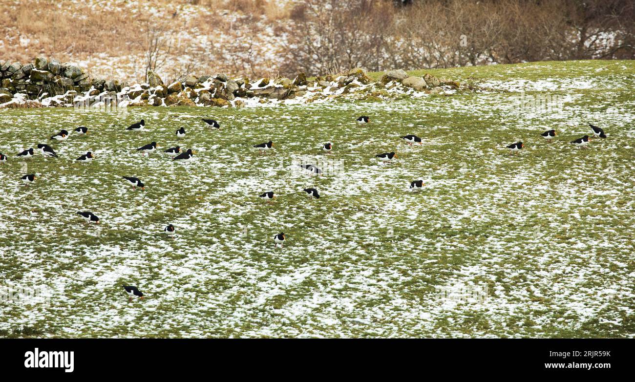 Eine große Schar von Austernfangern (Haematopus ostralegus) auf Feldern nach spätem Frühjahrsschnee in der Nähe von Garrigill North Pennines Cumbria Stockfoto