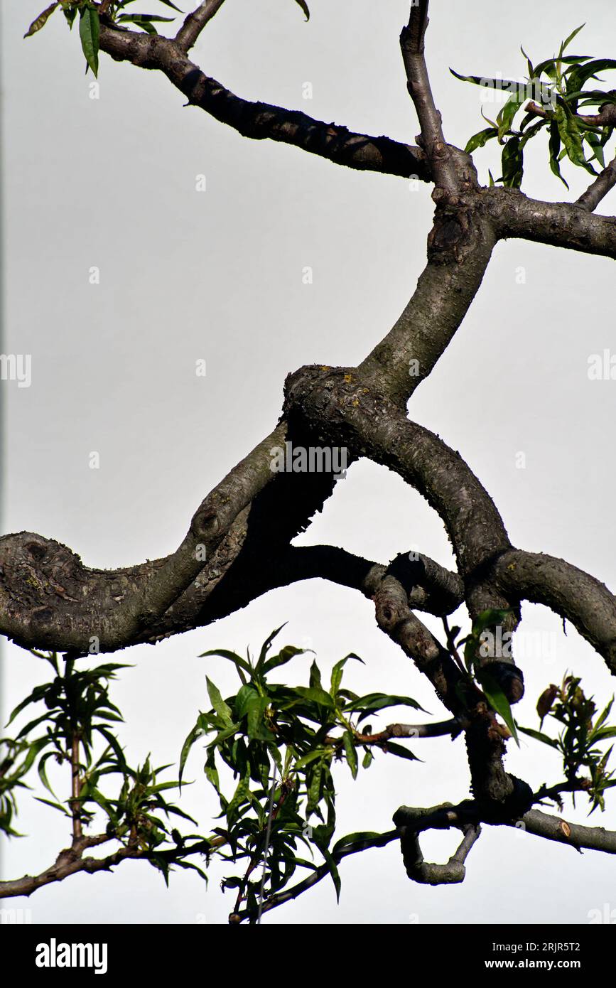 rami di pesco con le Prime Foglie Stockfoto