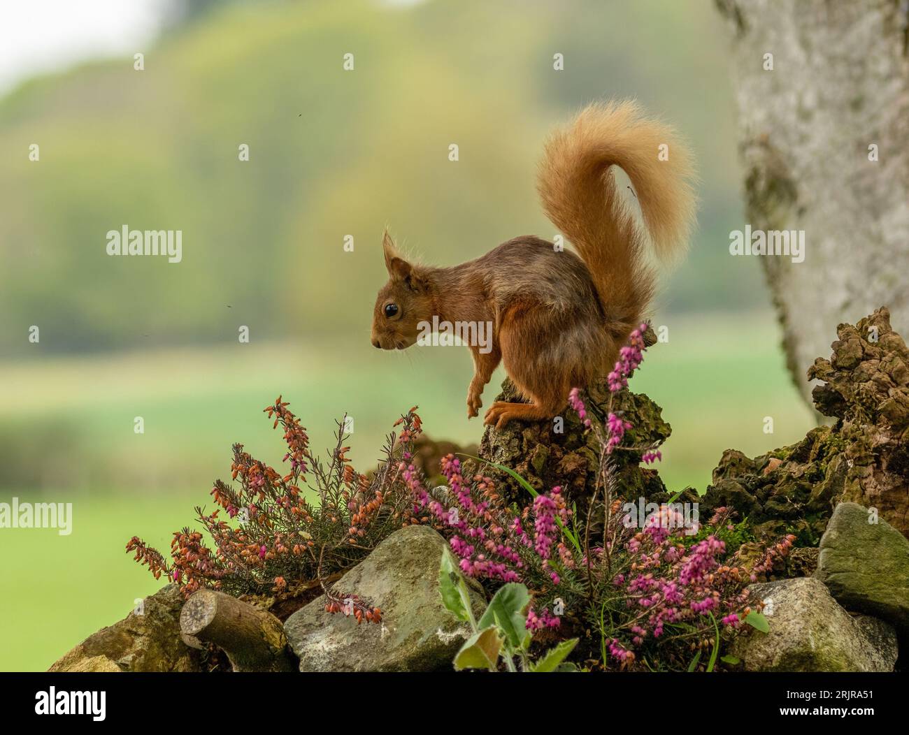 Ein rotes Eichhörnchen sitzt auf dem Stamm eines hohen Laubbaumes und hält eine Gruppe von Nüssen in den Händen Stockfoto