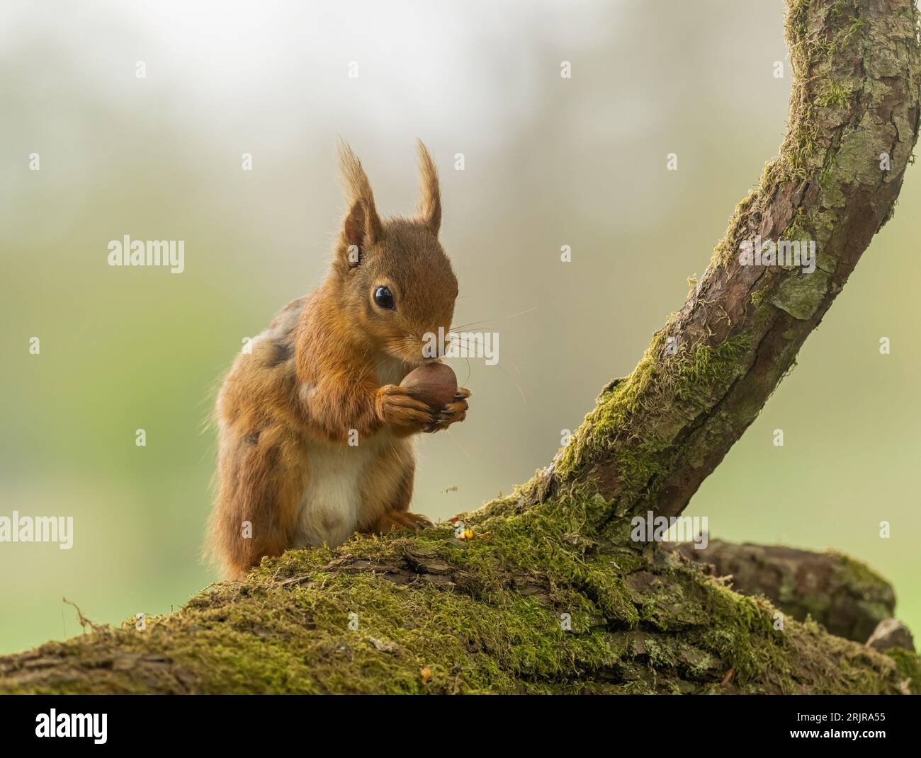 Ein rotes Eichhörnchen sitzt auf dem Stamm eines hohen Laubbaumes und hält eine Gruppe von Nüssen in den Händen Stockfoto