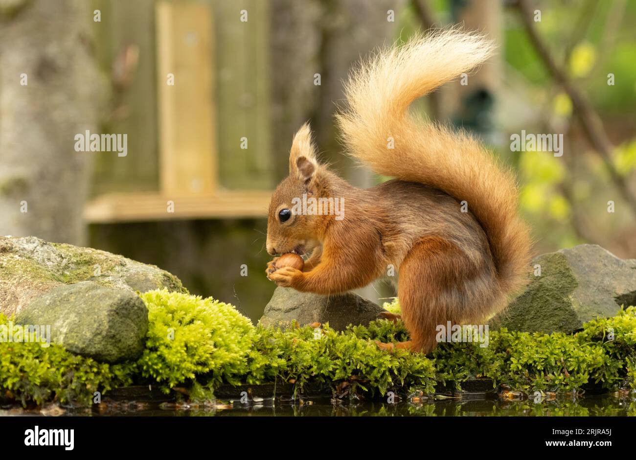 Ein rotes Eichhörnchen sitzt auf dem Stamm eines hohen Laubbaumes und hält eine Gruppe von Nüssen in den Händen Stockfoto