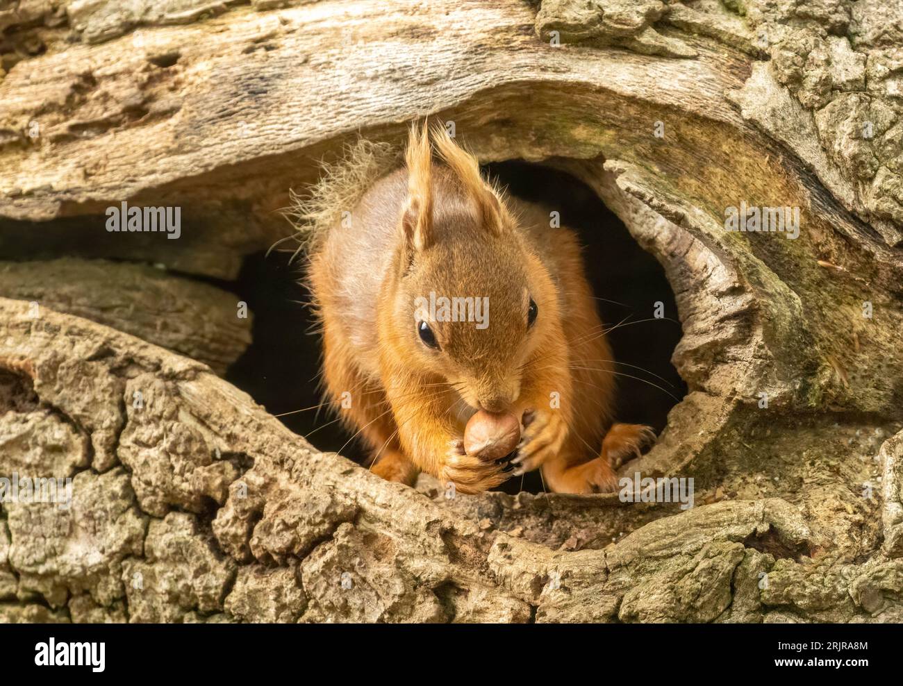Ein kleines, braunes Eichhörnchen thront auf einem hölzernen Baumstamm und blickt aus einem Loch in der Rinde Stockfoto