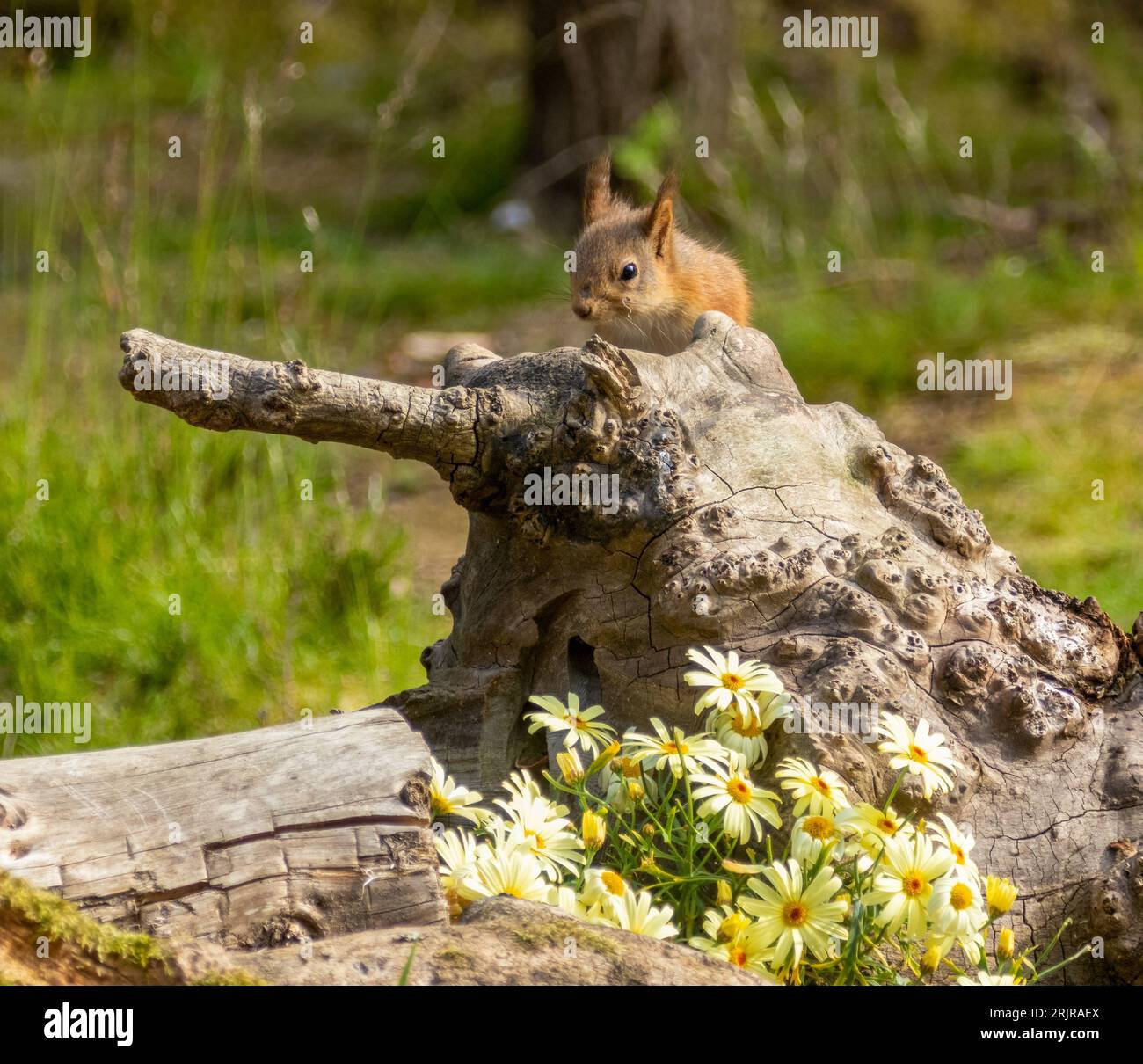 Ein rotes Eichhörnchen sitzt auf dem Stamm eines hohen Laubbaumes und hält eine Gruppe von Nüssen in den Händen Stockfoto