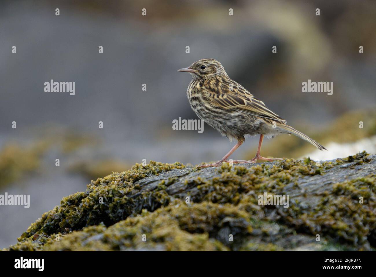 Eine majestätische Südgeorgien-Pipette (Anthus antarcticus) auf einem Felsvorsprung Stockfoto