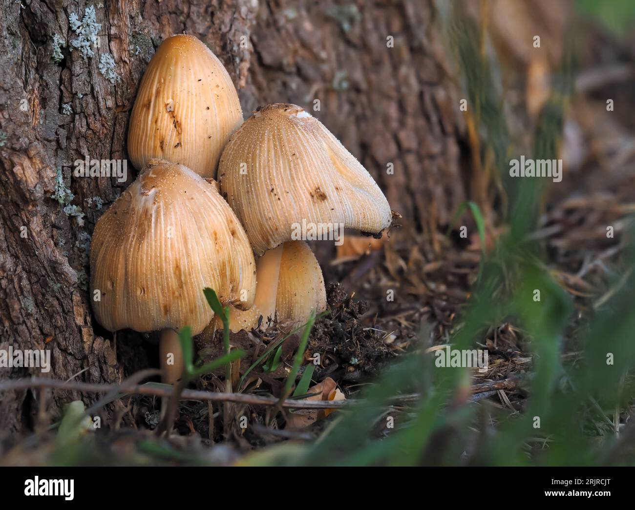 Gemeine brombeere, Coprinopsis rucharia Pilze, die von einem Baum unter Gräsern auf einem verschwommenen Hintergrund wachsen, aus nächster Nähe essbar, aber auch giftig Pilze Stockfoto