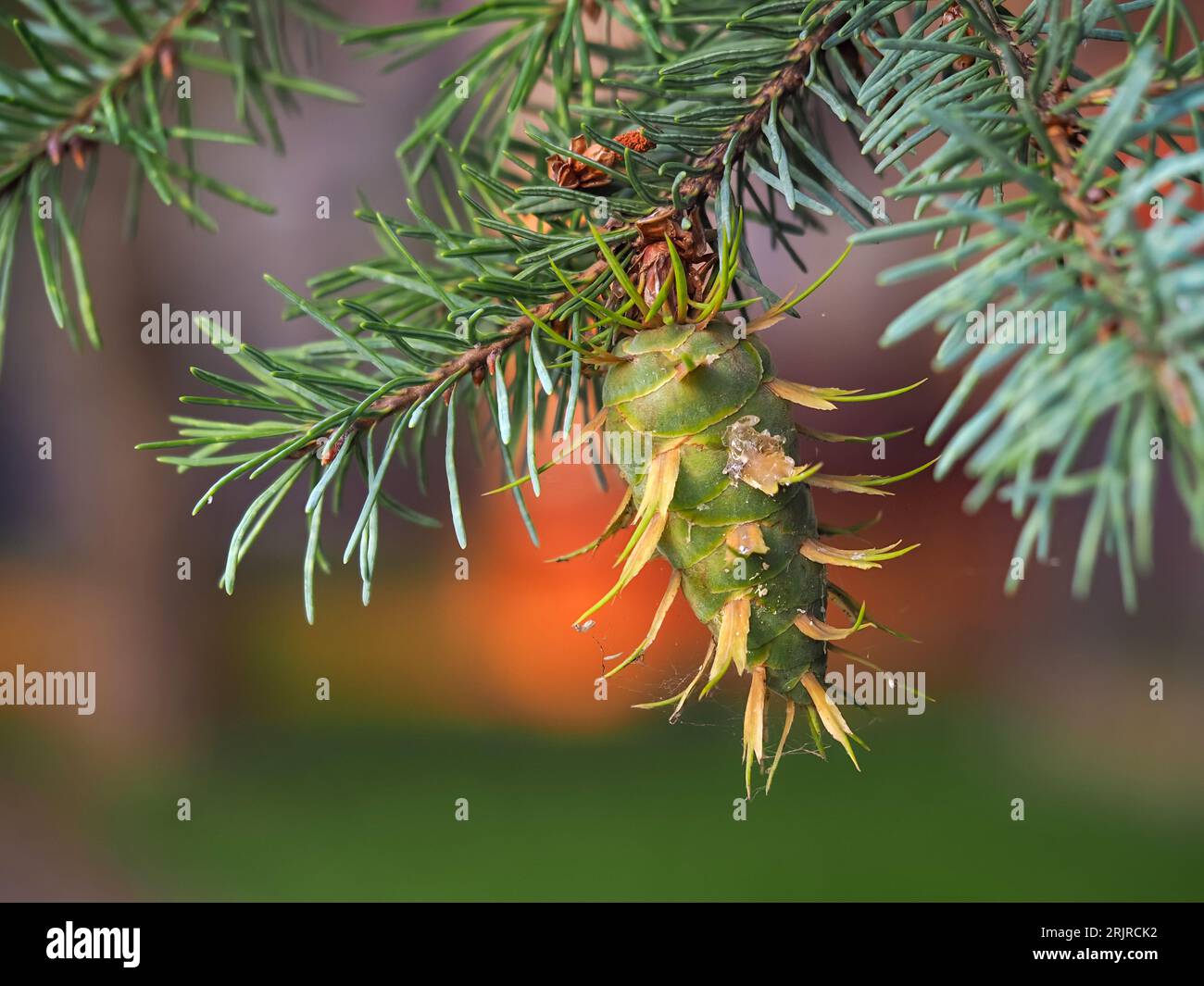 Douglasie, grüne junge Kegel auf Ästen, grüne Tanne, Douglasie, Kiefer, pseudotsuga menziesii, Nadelbaum Stockfoto