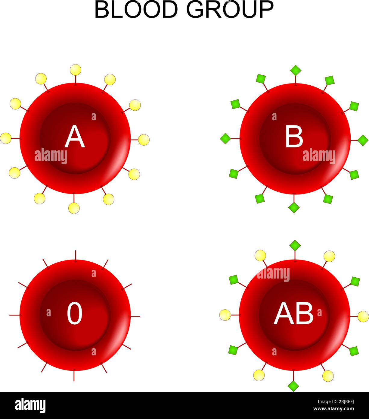 Der Typ der roten Blutkörperchen. ABO-Blutgruppe. Blutspende. Vektordiagramm Stock Vektor