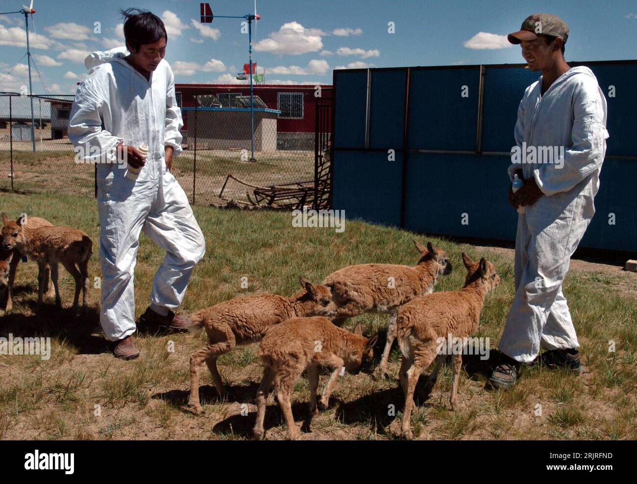 Bildnummer: 51414686 Datum: 14.08.2006 Copyright: imago/Xinhua Pfleger kümmern sich um einige Chiru-Lämmer im - Tibetan Antelope Rescue Center - im - Hol XIL Natural Reserve - in der Provinz Qinghai PUBLICATIONxNOTxINxCHN, Tiere , Personen; 2006, Qinghai, Säugetiere, Chiru-Lamm, Chirulamm, Chirulämmer, Chiru, Chirus, Tibetanische Antilope, Antilopen; , quer, Kbdig, total, China / , jung, Jungtier, Jungtiere Stockfoto