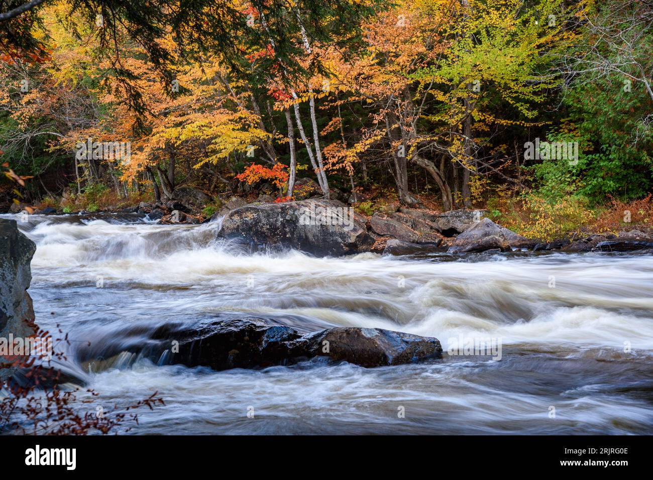 Rapids auf einem Fluss, der durch einen Wald auf dem Gipfel des Herbstlaub fließt Stockfoto