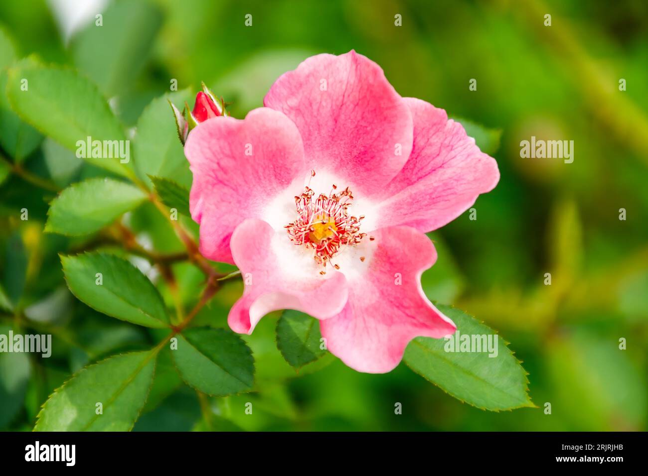 Eine leuchtend pinkfarbene süßbriare Rose, die inmitten von üppigem grünem Laub blüht. Stockfoto