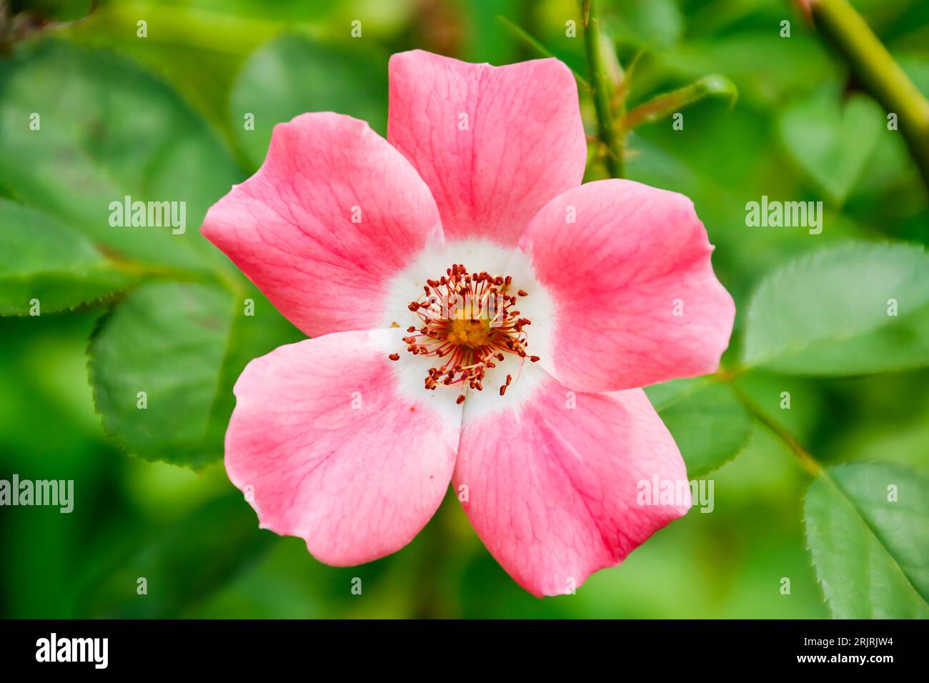 Eine wunderschöne süßbriare Rose, die inmitten von üppigem grünem Laub blüht. Stockfoto