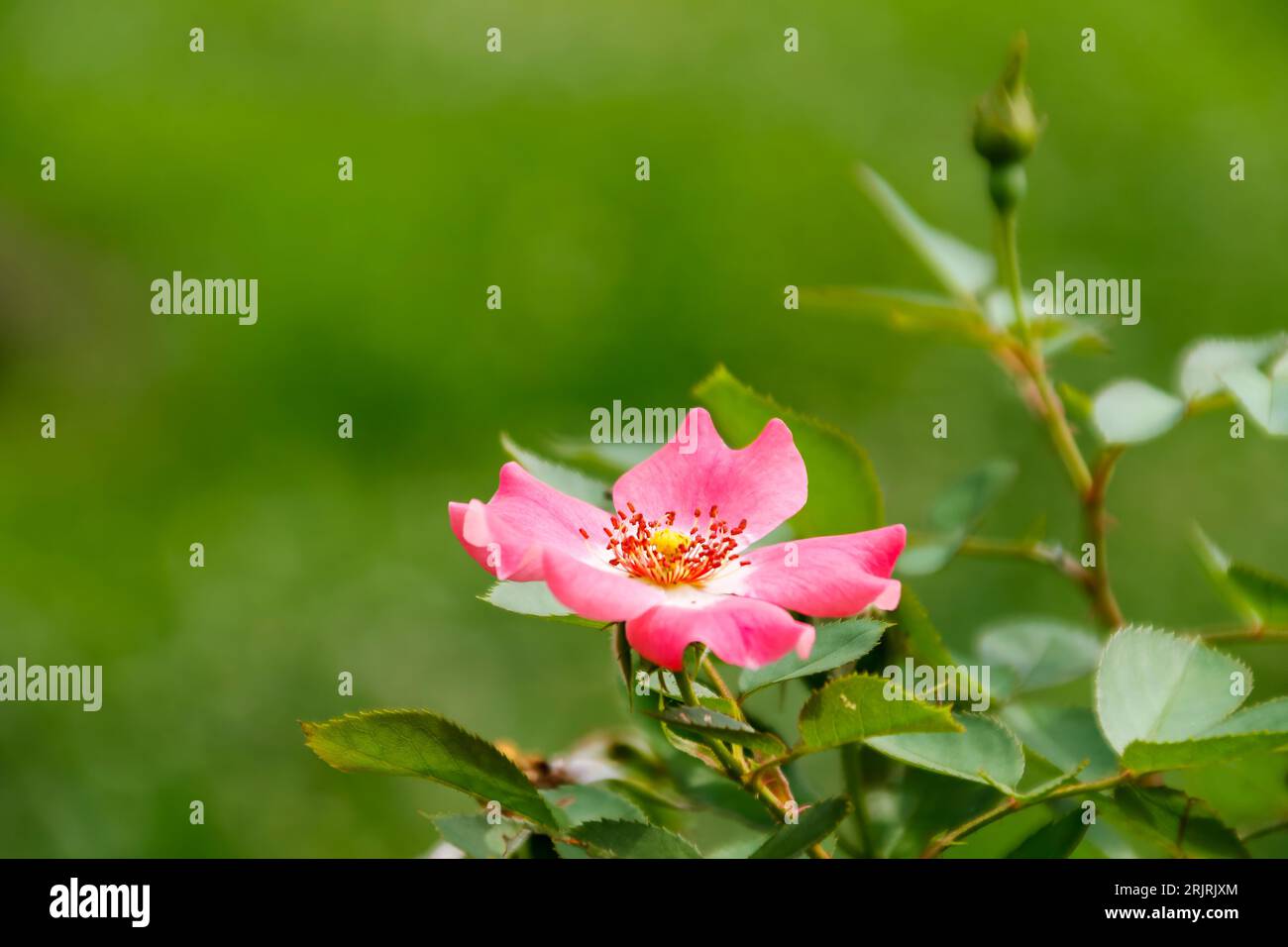 Eine zarte süßbriare Rose, die inmitten von üppigem grünem Laub blüht. Stockfoto