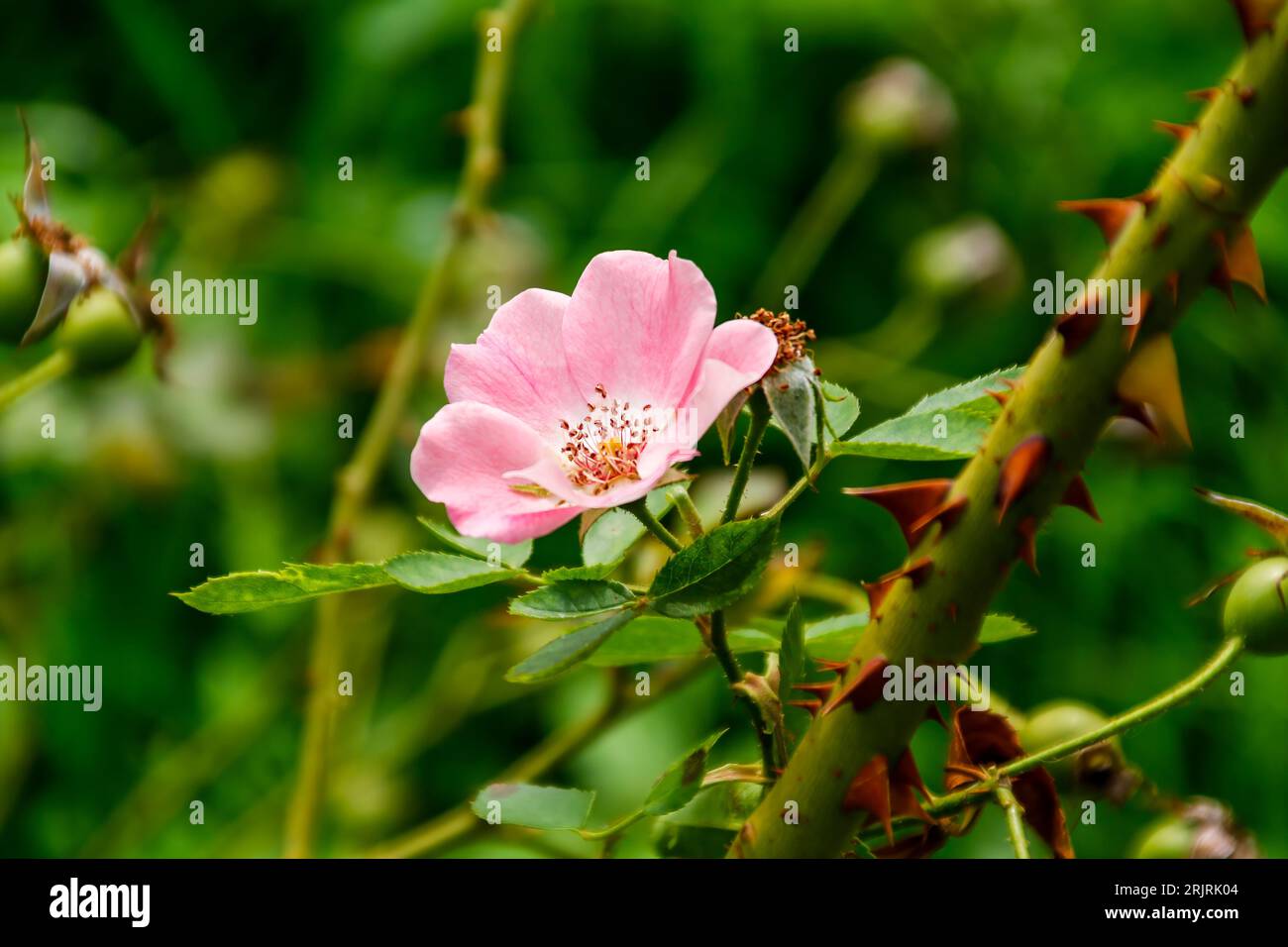 Eine zarte süßbriare Rose, die inmitten von üppigem grünem Laub blüht. Stockfoto