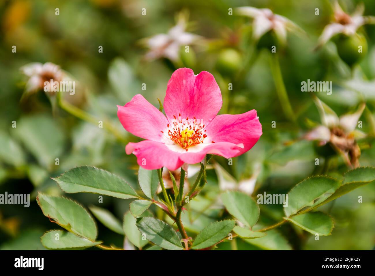 Eine leuchtend pinkfarbene süßbriare Rose, die inmitten von üppigem grünem Laub blüht. Stockfoto