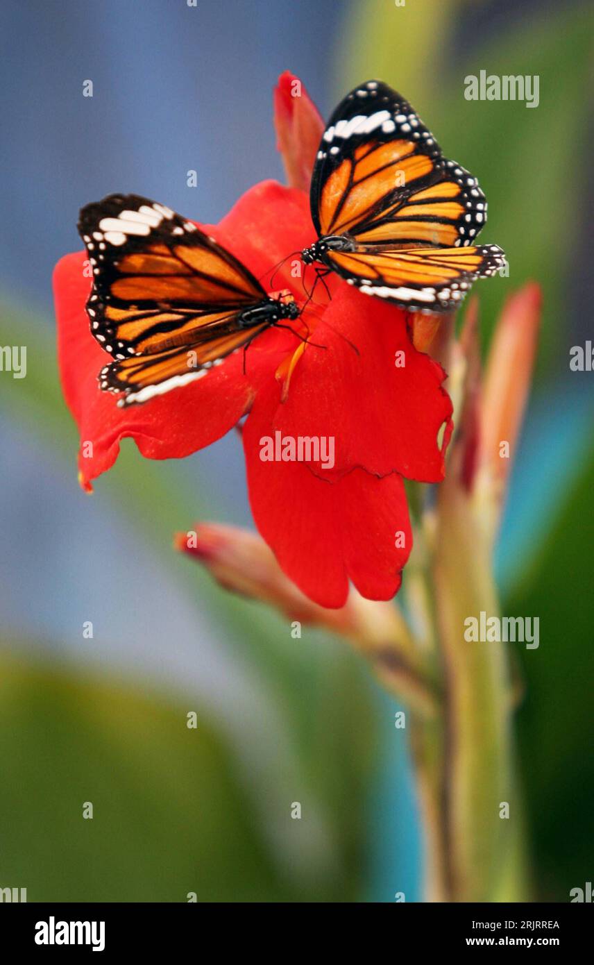 Bildnummer: 51483947 Datum: 19.09.2006 Copyright: imago/Xinhua Schmetterlinge auf einer Blume in Jinan - China, Tiere; 2006, Jinan, Shandong, Schmetterling, Wirbellose, Blüte, Blüten, Monarchfalter (Danaus plexippus); , hoch, Kbdig, Gruppenbild, China o0 PUBLICATIONxNOTxINxCHN, Natur, Asien Stockfoto