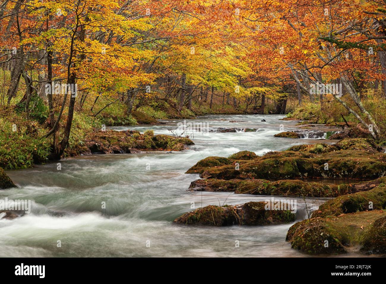 Gelbe und orangene Bäume bilden im Herbst im Nikko-Nationalpark, Japan, ein Baldachin über dem Yu-Fluss Stockfoto