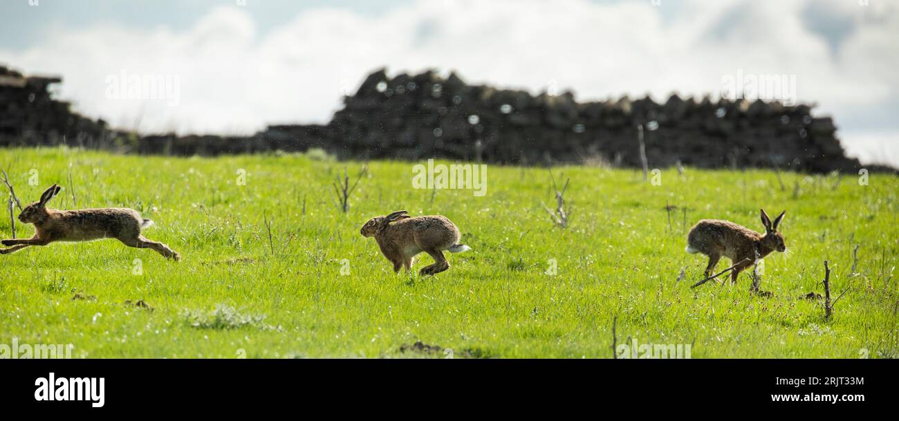 Braune Hasen lepus europaeus jagen sich gegenseitig und boxen in Spring, Upper Teesdale, County Durham Stockfoto