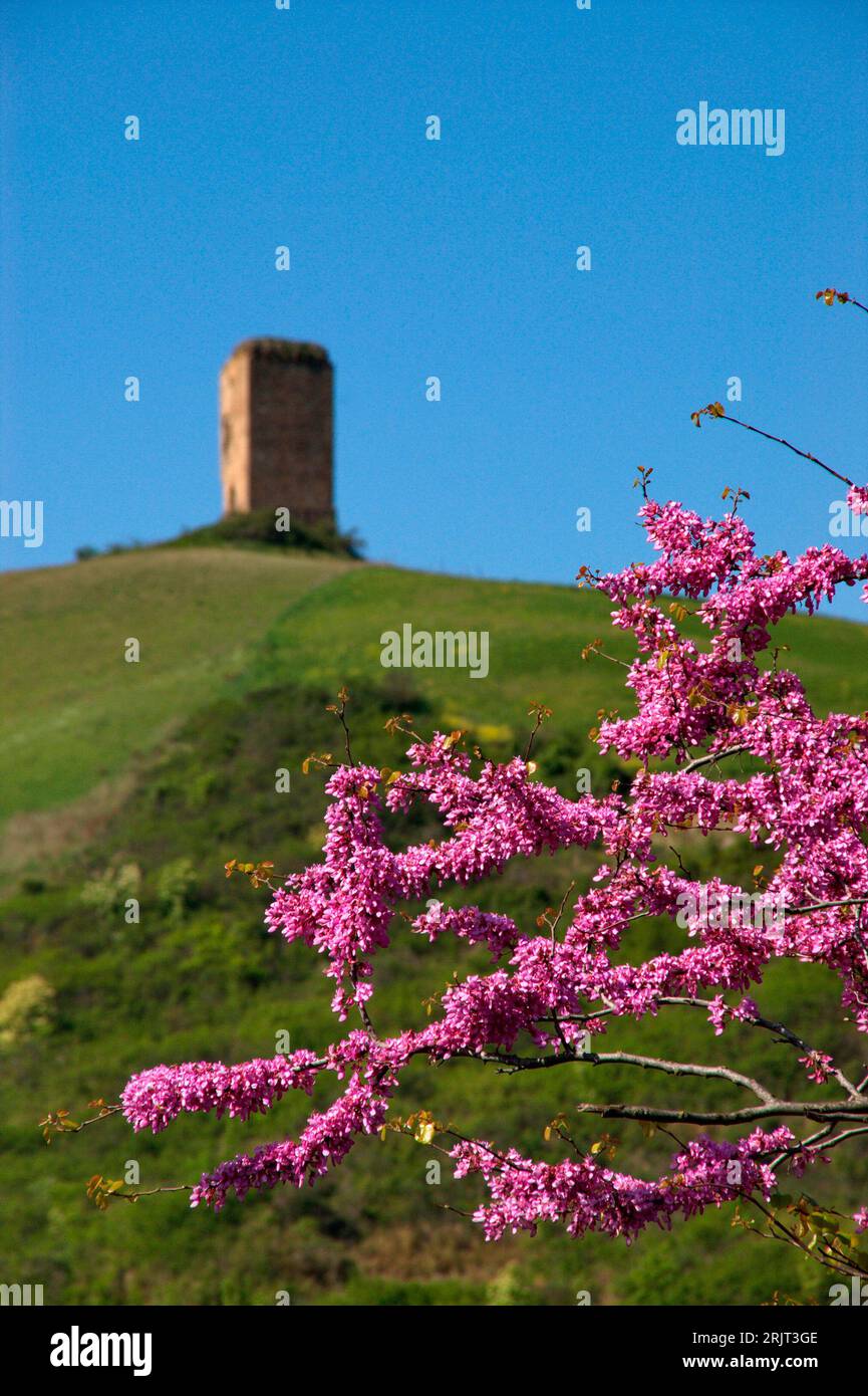 rami di albero di Giuda fioriti e sullo sfondo la Torre Cotogna Stockfoto