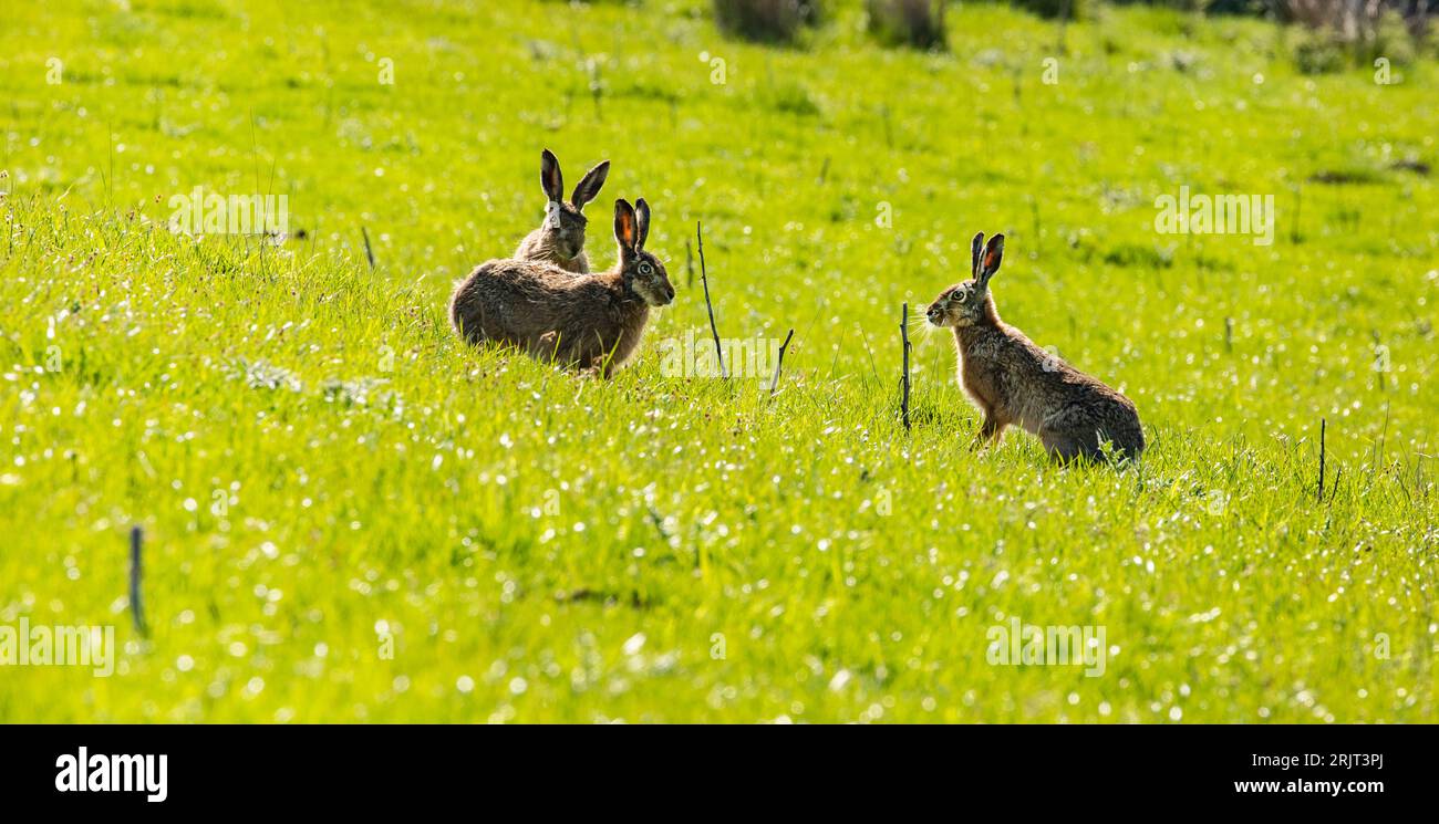 Braune Hasen lepus europaeus jagen sich gegenseitig und boxen in Spring, Upper Teesdale, County Durham Stockfoto