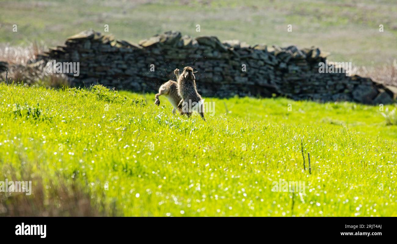 Braune Hasen lepus europaeus jagen sich gegenseitig und boxen in Spring, Upper Teesdale, County Durham Stockfoto