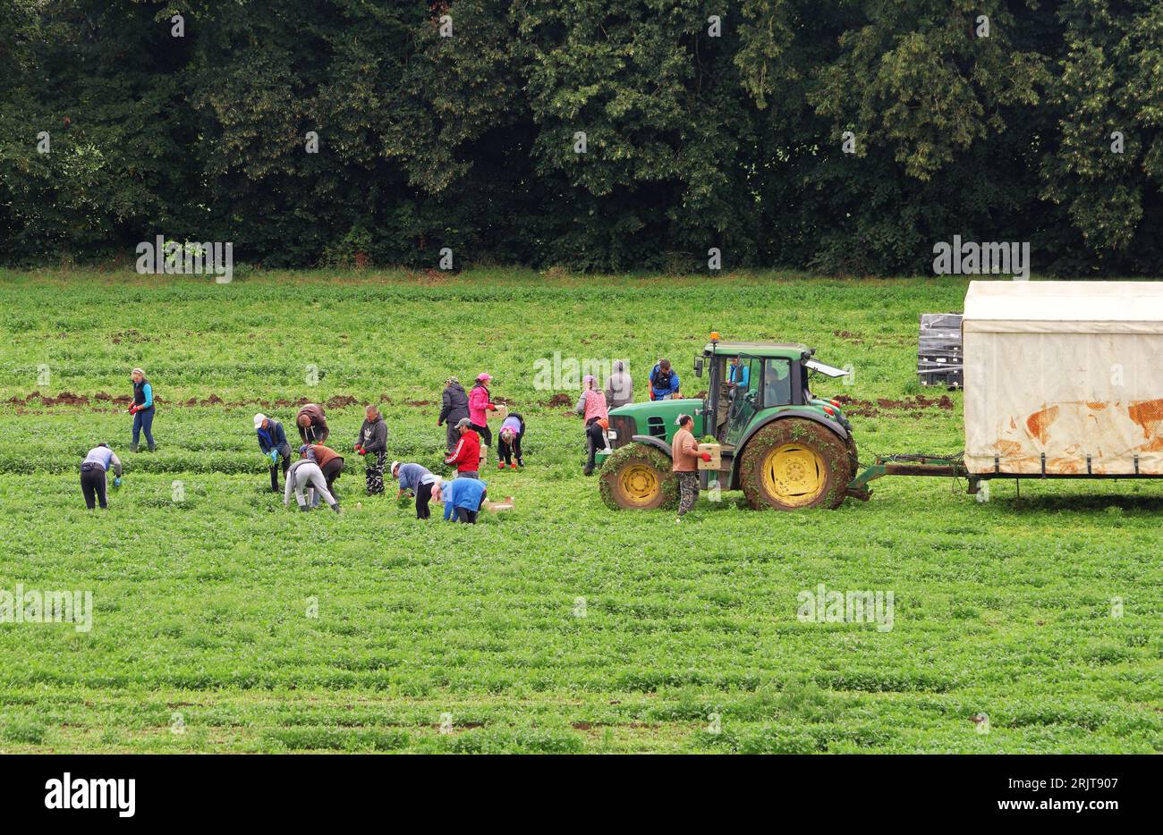 Landarbeiter, die auf einem Feld mit Traktor und Anhänger Erntegut ernten Stockfoto