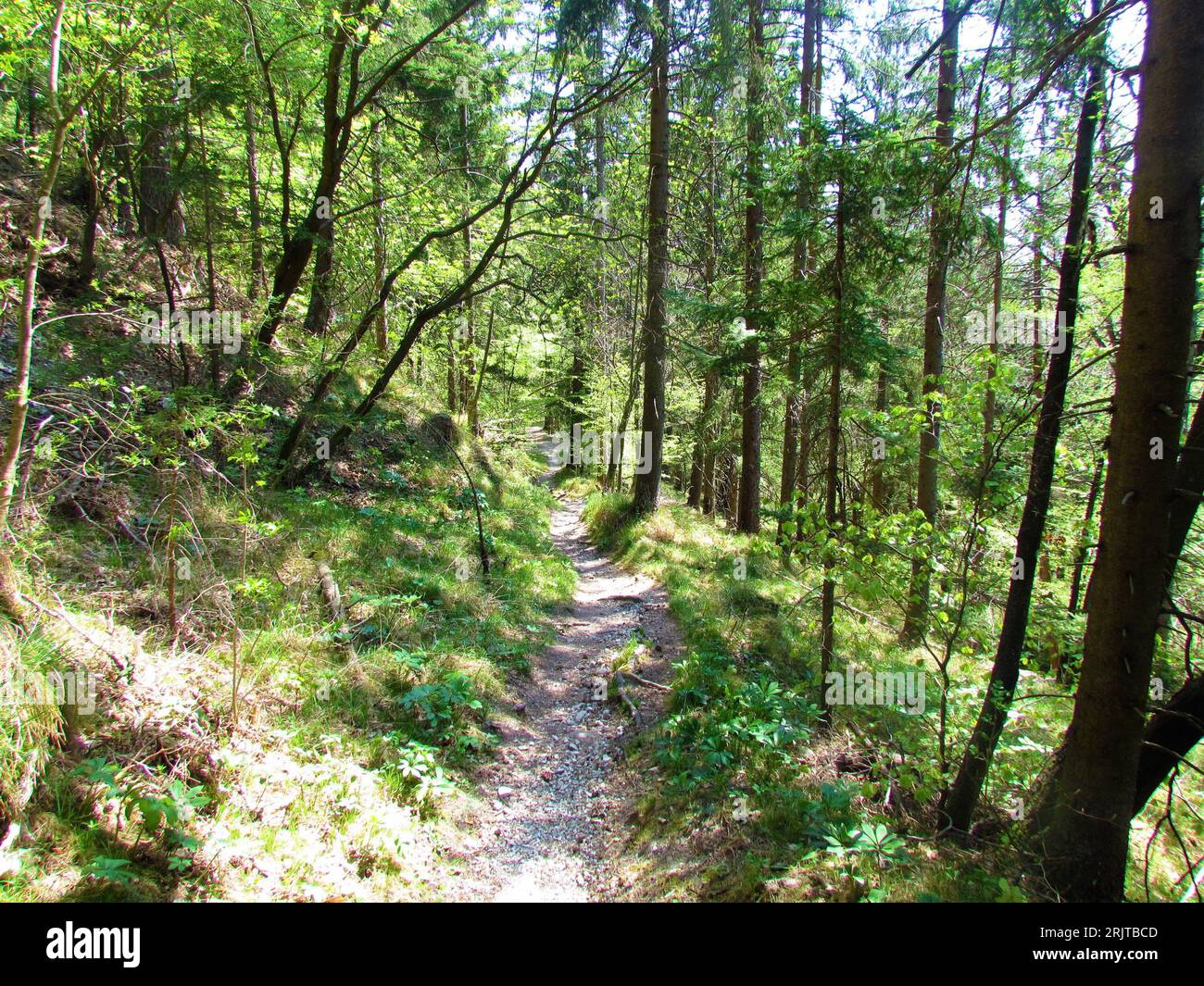 Fußpfad, der im Frühjahr durch einen Laub- und Nadelwald mit Buchen und Kiefern führt, wobei Gras den Boden bedeckt und das Licht durchscheint Stockfoto