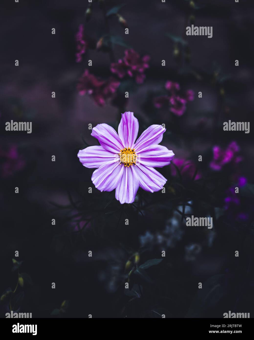 Eine vertikale Aufnahme einer blühenden purpurnen Kosmos-Blume in einem Garten Stockfoto