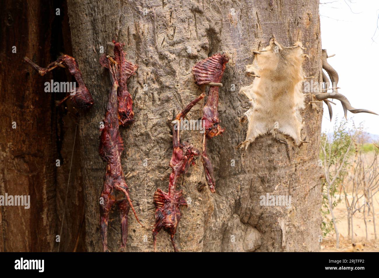 Ein Baum mit einer Reihe toter Tiere, die für die Nahrung gesammelt wurden, hing von seiner Rinde Stockfoto