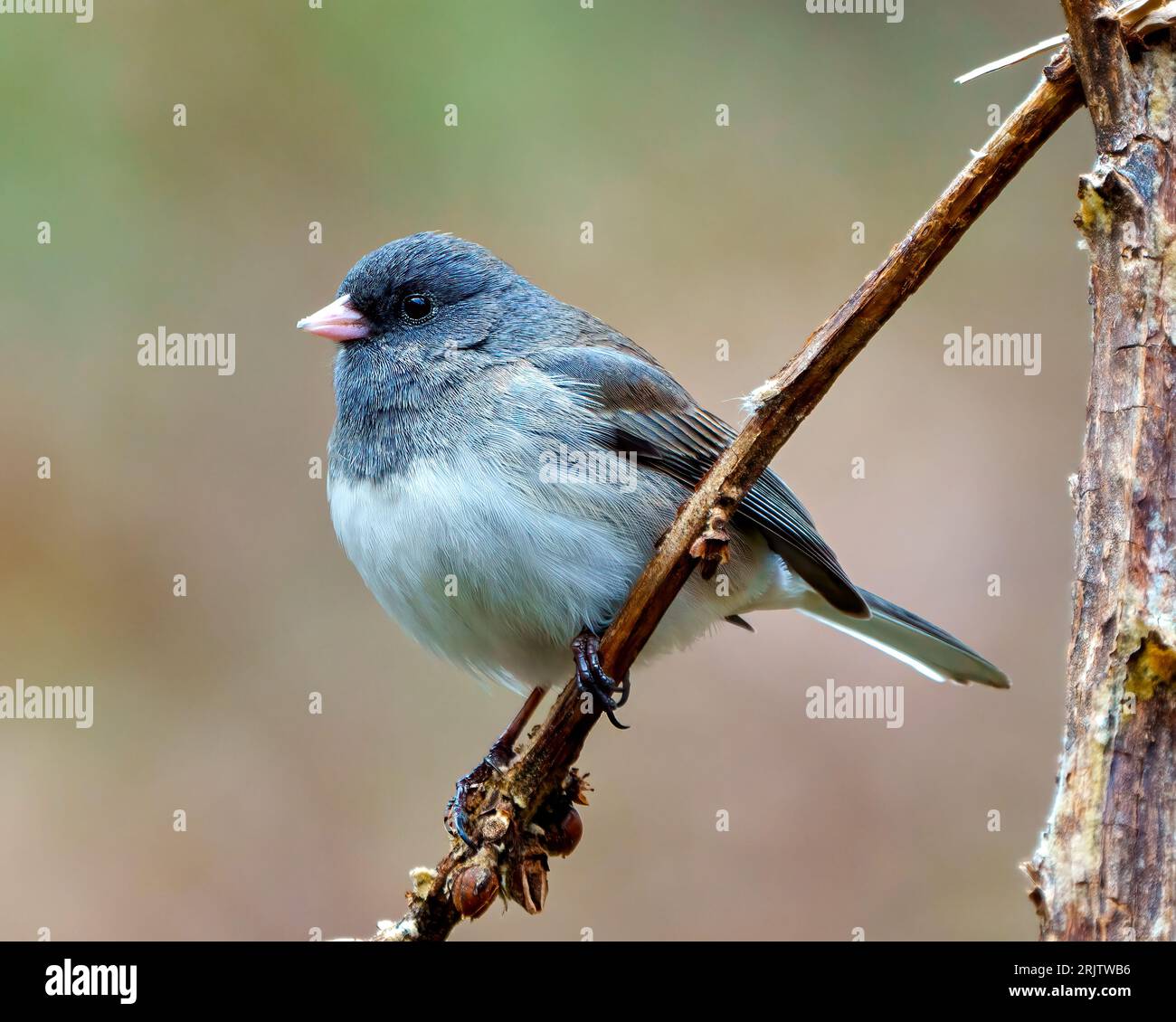 Junco-Nahaufnahme von der Seite auf einem Zweig mit weichem Regenbogenhintergrund in seiner Umgebung und Umgebung. Dunkeläugiges Junco-Bild. Stockfoto